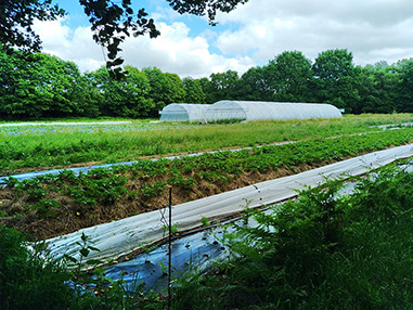  La parcelle dans un écrin de verdure 