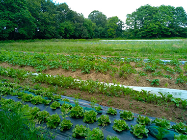 Une grande diversité de légumes cultivés