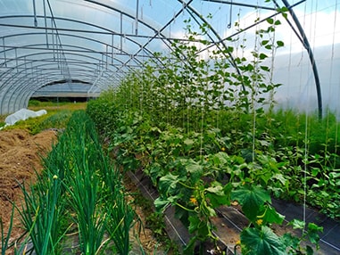 Les 2 tunnels indispensables pour certains légumes