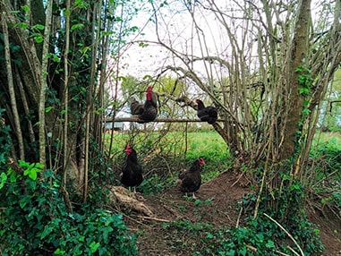 Les poules explorent le terrain